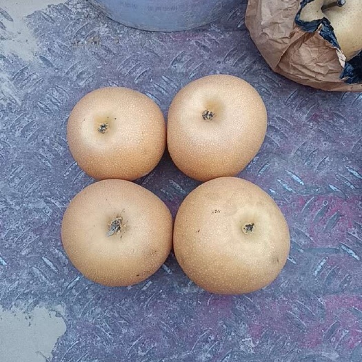 宁陵县出售晩秋黄梨。