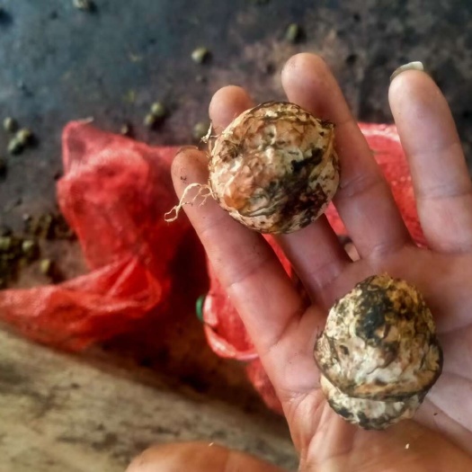 新鲜核桃，刚从树上摘下来处理完成，就打包发货让你尝到第一鲜