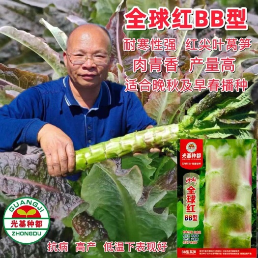 种都全球红耐寒莴笋种子