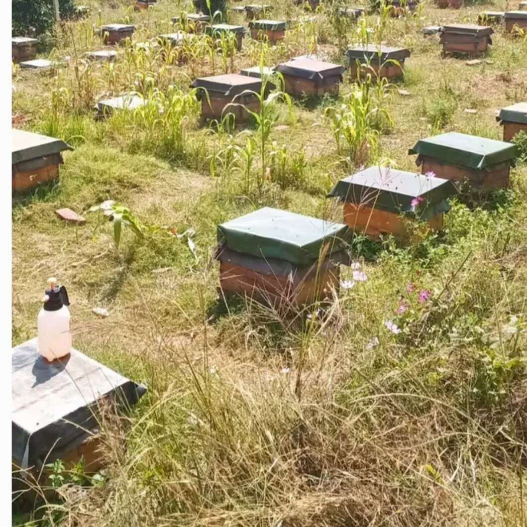 蜂巢蜜 白花蜜 铁箱蜂巢蜜 场地一手货源批发 可以嚼着吃蜂蜜