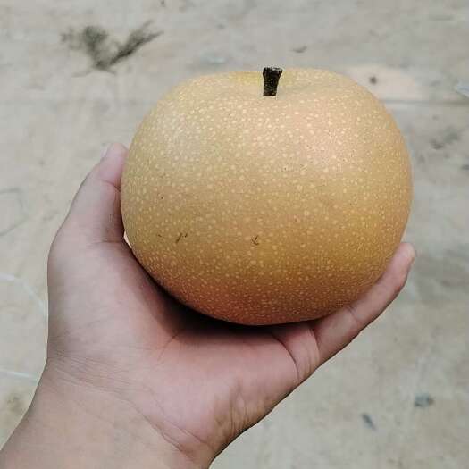 威县秋月梨