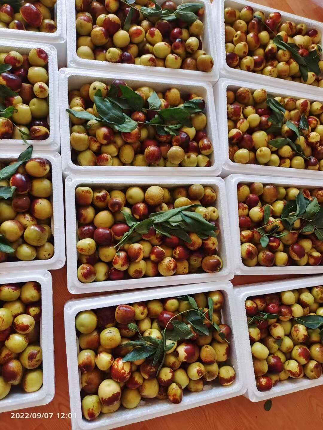 正宗沾化冬枣大果