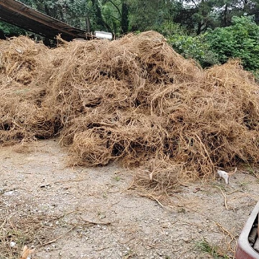 钟山县鲜货，大量供应，种植，五指毛桃