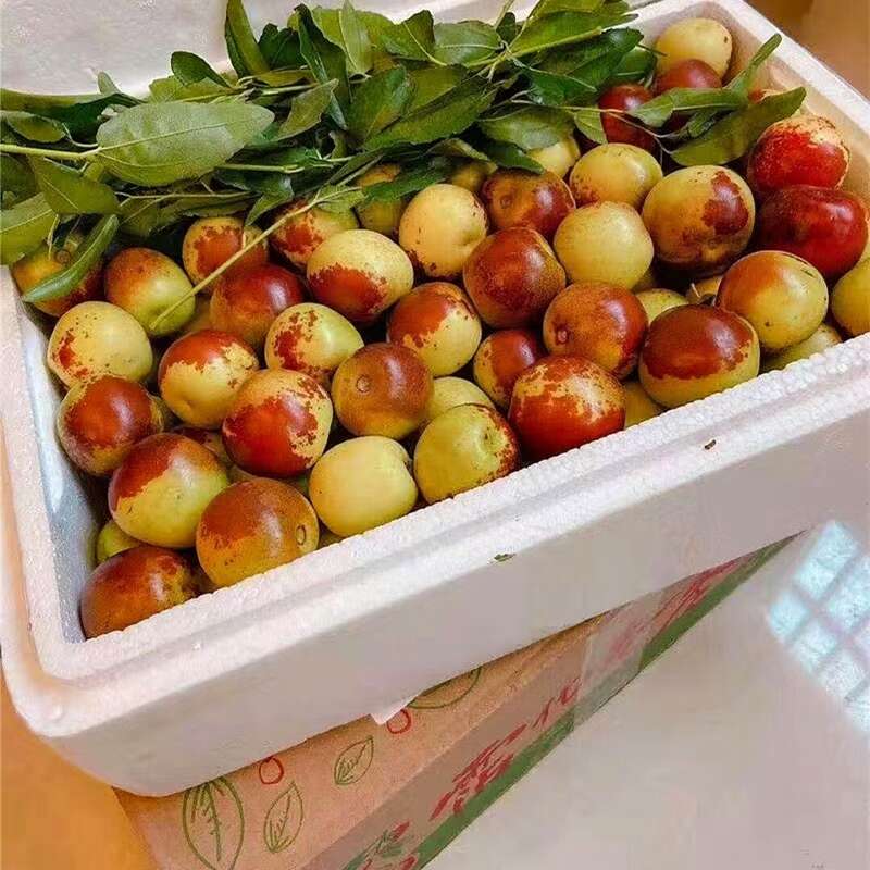 正宗沾化冬枣大果