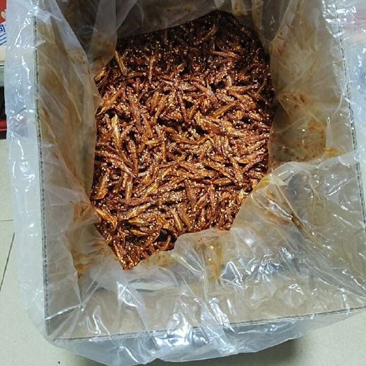 北海大银鱼