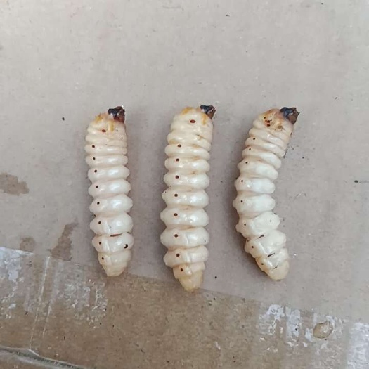 斗米虫