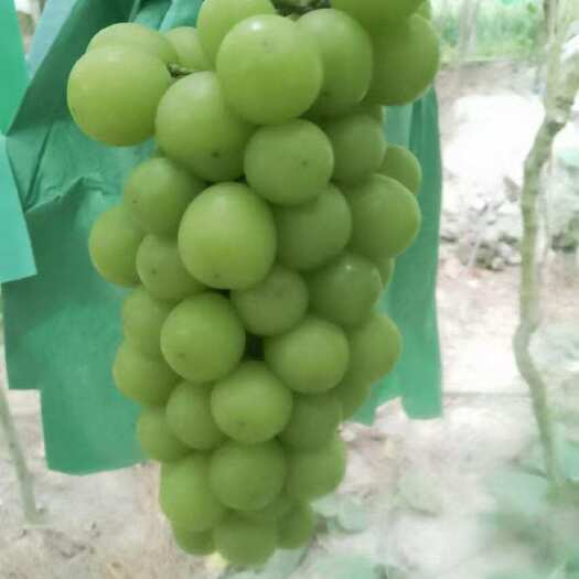 周宁县阳光玫瑰