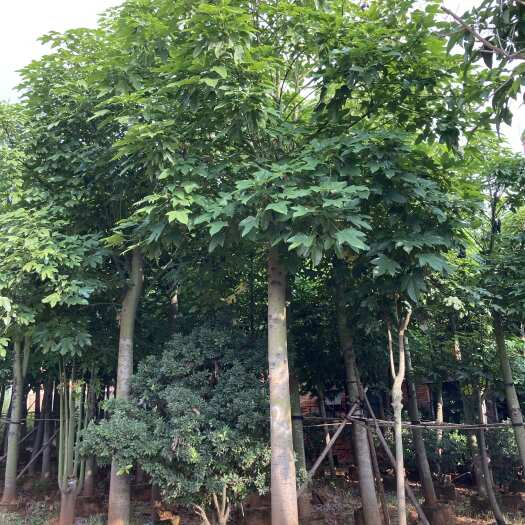 宜良县火焰木10-20cm