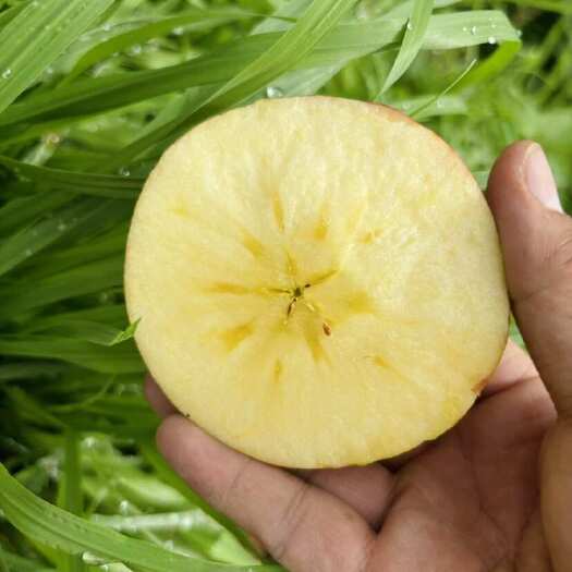 盐源县大凉山盐源糖心苹果