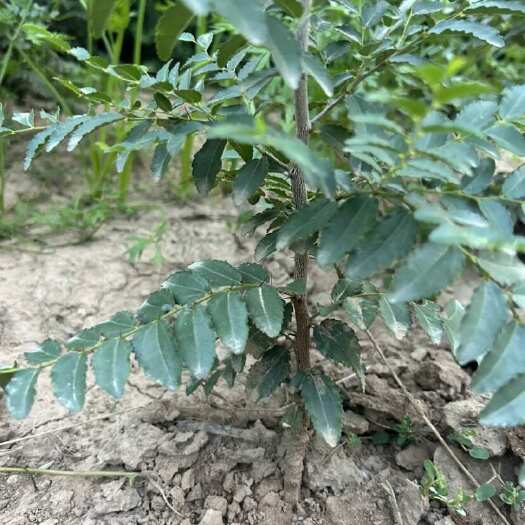 晋酸三号药用双仁酸枣苗 小枣树苗 荒坡山地栽种