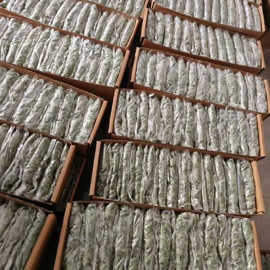 新沂市防病虫害菊花苗，成活率高，免费技术培训