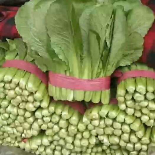 邯郸小白菜