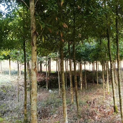 遂川县园林绿化，金丝楠木，4到10公分之间