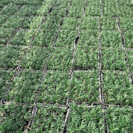 博罗县玉龙草地被草皮苗圃发货支持多种物流惠州市基地直销提供技术指导