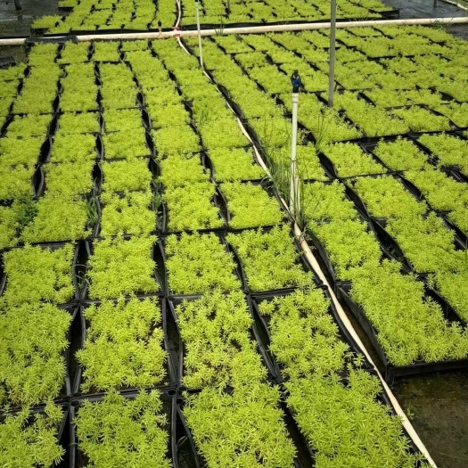 博罗县佛甲草地被植物苗广东惠州发货多种运输方式支持开票含检疫证