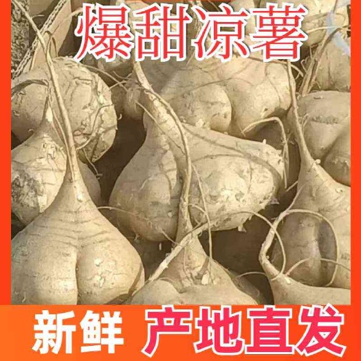 网红凉薯新鲜地瓜番薯现挖白地瓜沙葛地萝卜农家蔬菜水果脆甜多汁