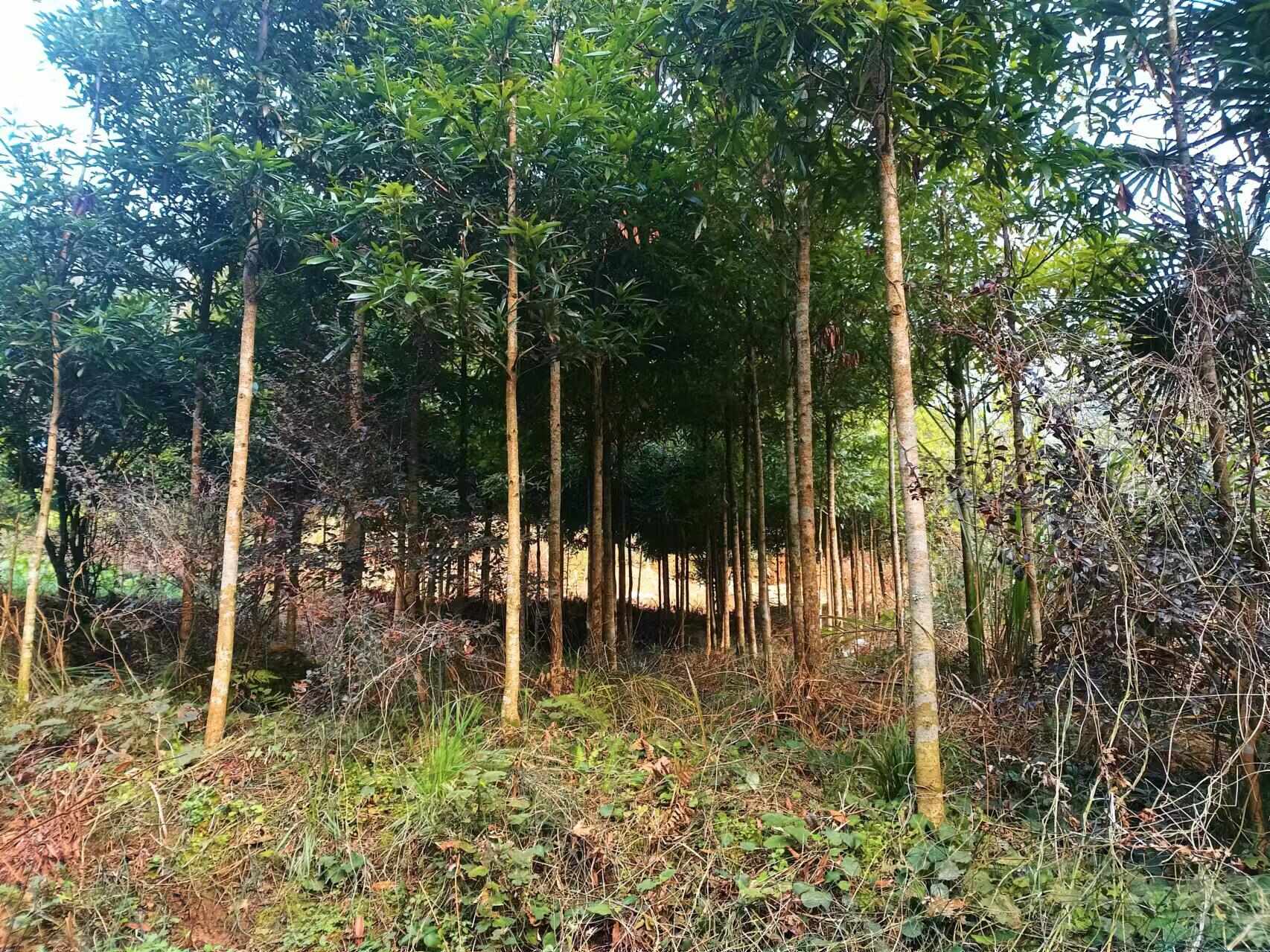 园林绿化，金丝楠木，4到10公分之间