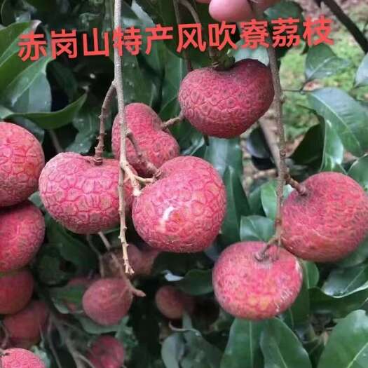 普宁市原产地（广东普宁赤岗山）风吹寮荔枝嫁接芽穗