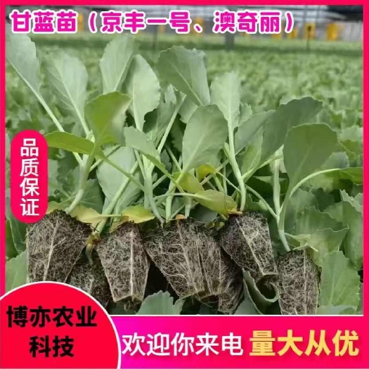 通海县蔬菜苗>甘蓝苗（平包甘蓝苗）