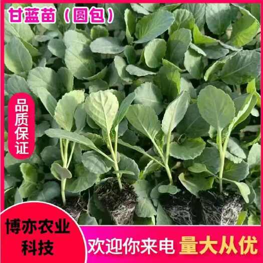 通海县蔬菜种苗>甘蓝苗（圆包甘蓝苗）
