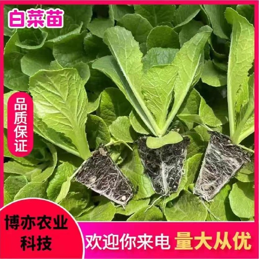 通海县白菜苗，德高系列，高抗王AC-2，鸿阳50，鲁信健根等