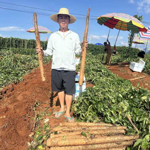 广西山药 淮山 黑鬼白鬼 上万亩产地大量供应 代收代发￼