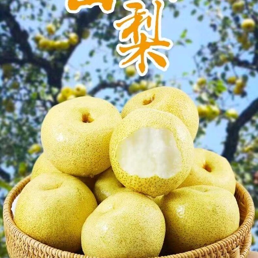 砀山县砀山梨产地直发带箱5斤包邮批发零售支持电商一件代发