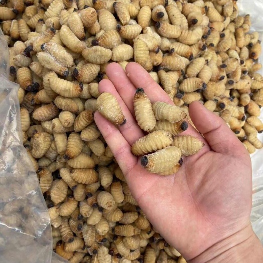 梧州竹虫冰冻发货