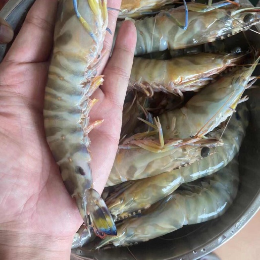 北海天然花虾