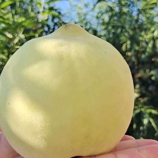 中华寿桃