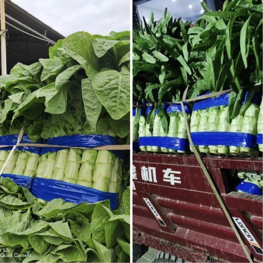 红叶莴笋大量供应，货源充足，保质保量，物流全国