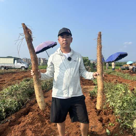 广西山药 白鬼黑鬼 产地直发 只做精品 包上车 代发全国