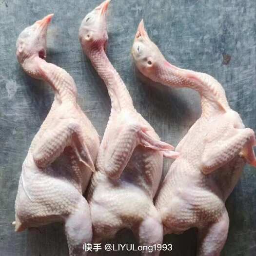 美国鹧鸪，白条活禽各种规格都有
