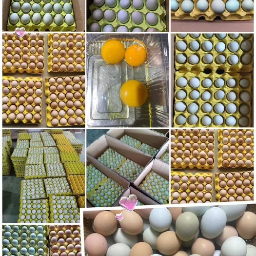 480枚精品虫草蛋。