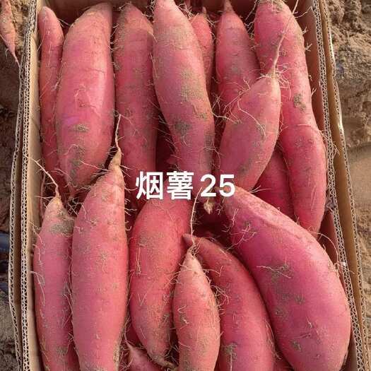廊坊烟薯25，品质好，发货快