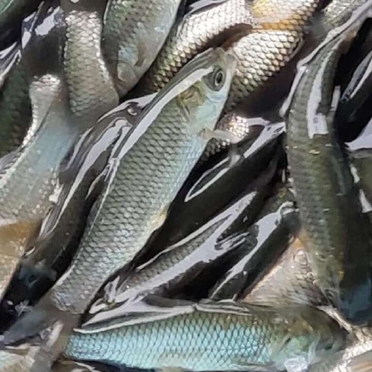 沅江市草鱼