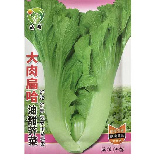 祁东县芥菜种子