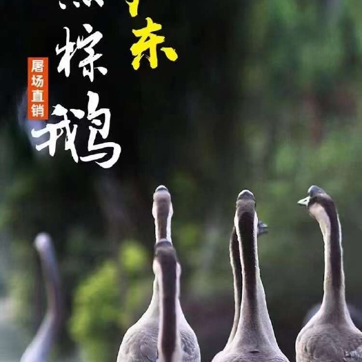 佛山广东清远黑棕鹅，烧腊原材料供应