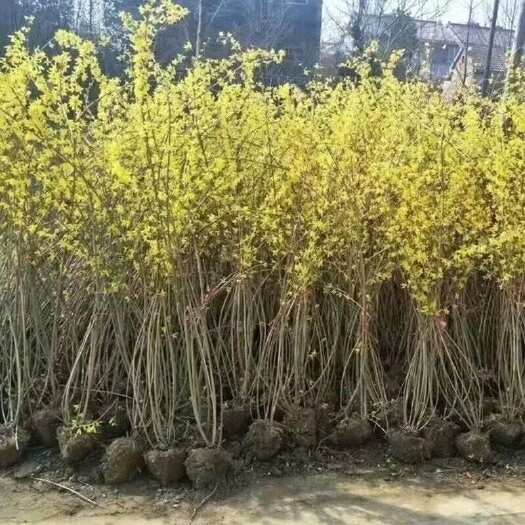 沭阳县连翘（黄老虎）单颗苗丛生苗四季开花工程绿化苗包售后保障工程