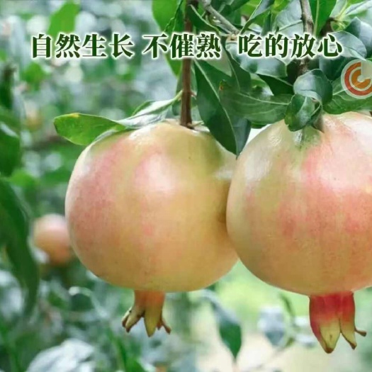 蒙自市云南蒙自水晶绿籽甜石榴孕妇应季新鲜水果非突尼斯软籽甜石榴