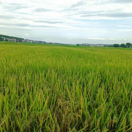 湖南衡陽地區(qū)   水稻田  村集體資源出租