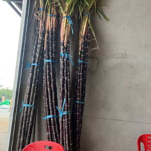 肥西县甘蔗 广西
