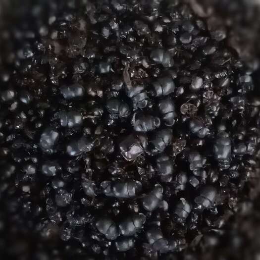 中药材屎壳郎干货