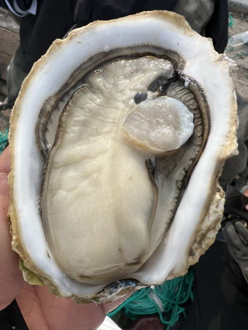 福建乳山净化三倍体生蚝