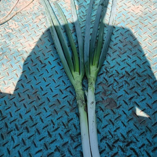 刚葱40-45cm，不开库，叶片好