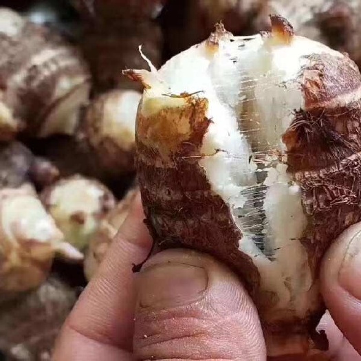 曹县芋头