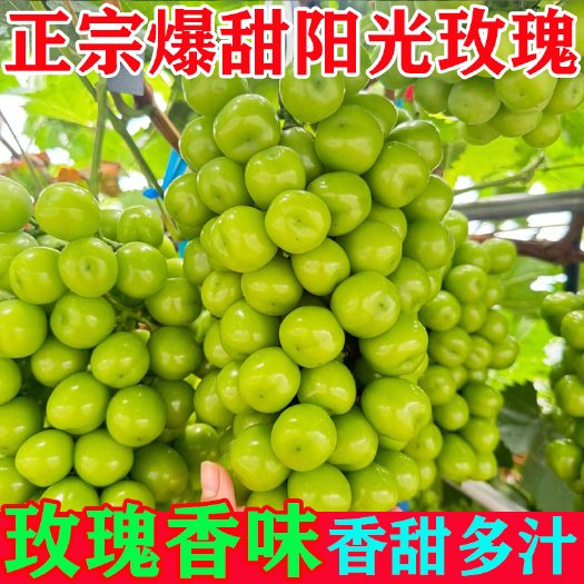 宿迁甜阳光玫瑰硬度好果面干净，原产地直供档口商超电商欢迎来电咨