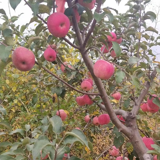 凌源市辽宁精品寒富苹果