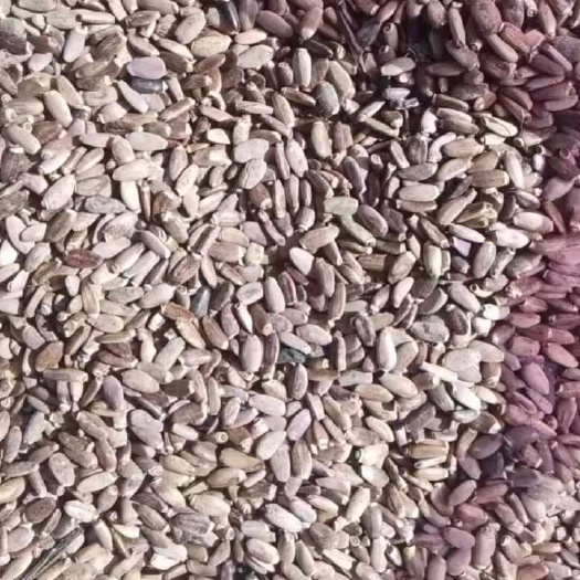 牙克石市水飞蓟大量出售