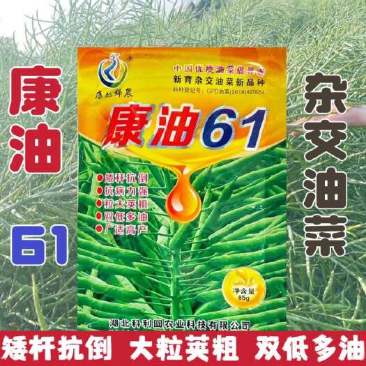 沭阳县康油61高产杂交油菜籽矮杆早熟原装油菜籽种子抗冻抗倒伏杂交耐